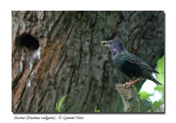 Merlo giovane Turdus merula