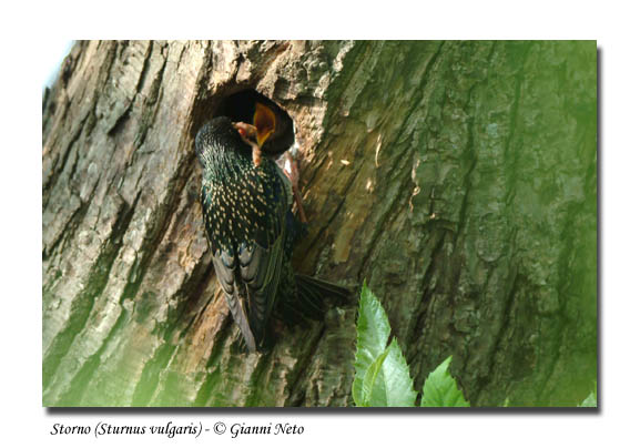 Merlo giovane Turdus merula