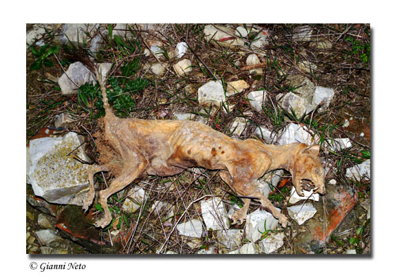 Altro Mustelide?