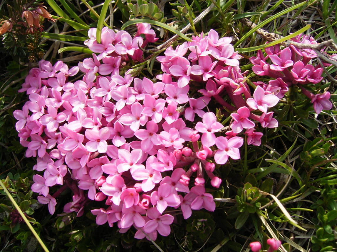 Daphne sp.