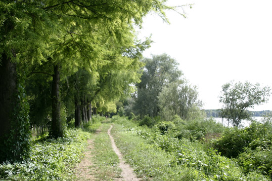 quali conifere? Taxodium distichum
