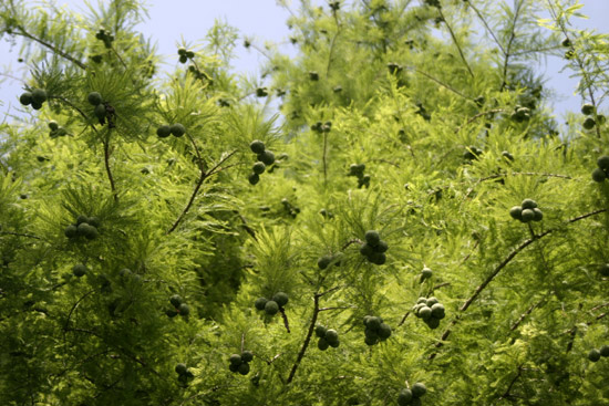 quali conifere? Taxodium distichum