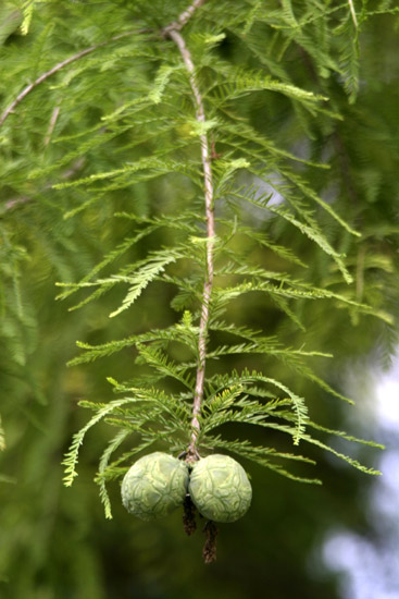 quali conifere? Taxodium distichum