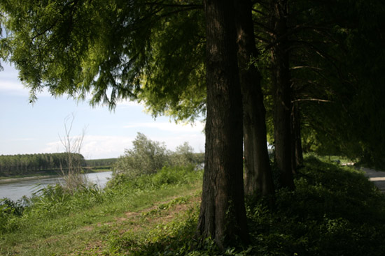 quali conifere? Taxodium distichum