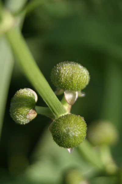 Sagittaria latifolia / Sagittaria americana (quiz)