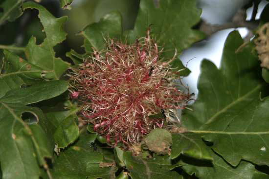 Galle di Andricus caputmedusae su Quercus
