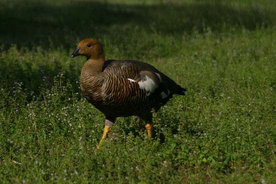 Oche di magellano-Chloephaga picta