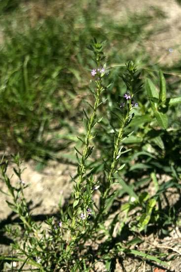 Lythrum hyssopifolia / Salcerella con foglie d'' Issopo