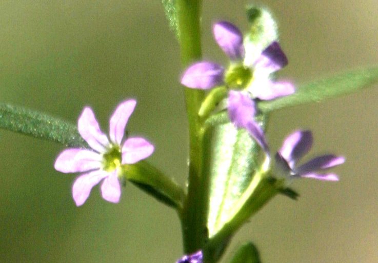 Lythrum hyssopifolia / Salcerella con foglie d'' Issopo