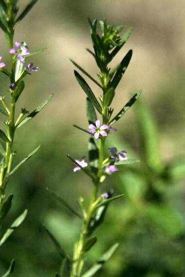 Lythrum hyssopifolia / Salcerella con foglie d'' Issopo