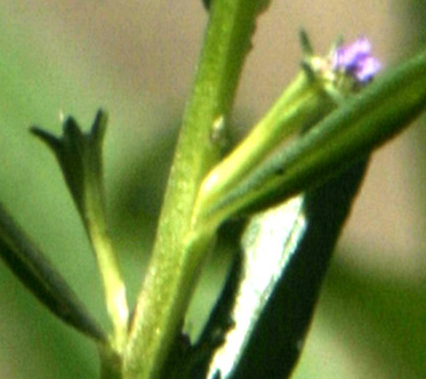Lythrum hyssopifolia / Salcerella con foglie d'' Issopo