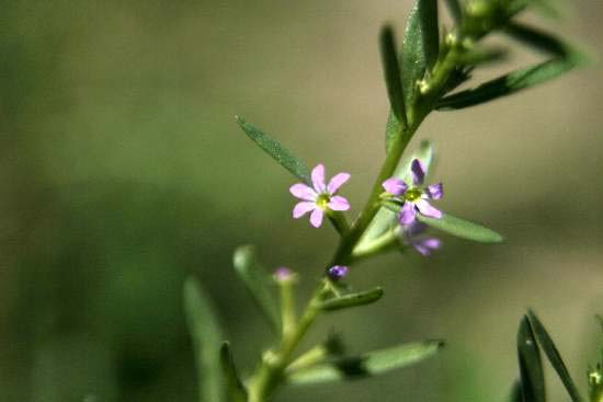 Lythrum hyssopifolia / Salcerella con foglie d'' Issopo