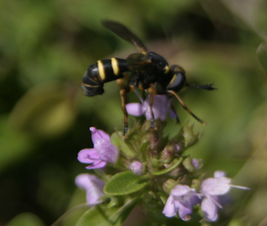 Sicus sp. e cfr. Conops sp. (Conopidae)