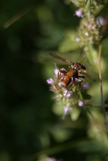 Sicus sp. e cfr. Conops sp. (Conopidae)