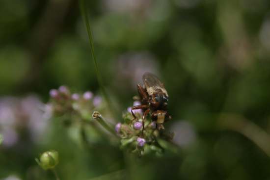 Sicus sp. e cfr. Conops sp. (Conopidae)