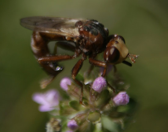 Sicus sp. e cfr. Conops sp. (Conopidae)