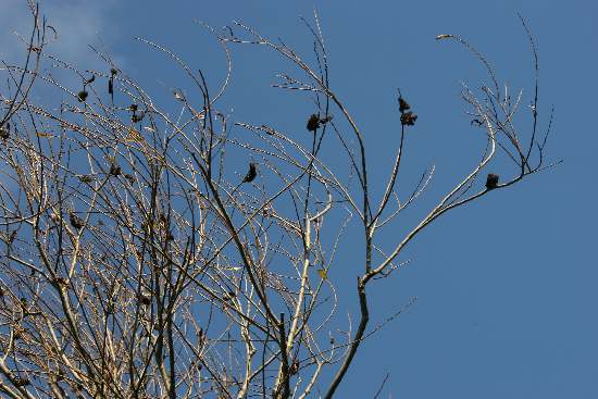 Galle su Salix alba