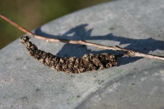Galle su Salix alba