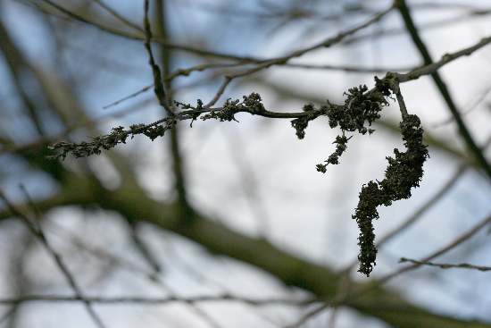 Galle su Salix alba