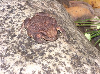 Un bellissimo Bufo bufo