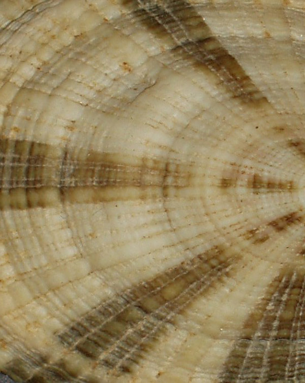 Nuovo quiz malacologico  - 1