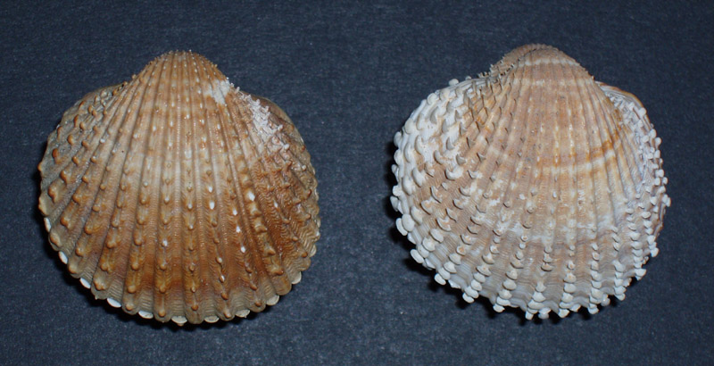 Acanthocardia spinosa