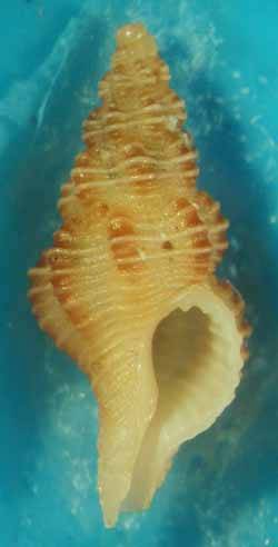 Riparte il quiz malacologico