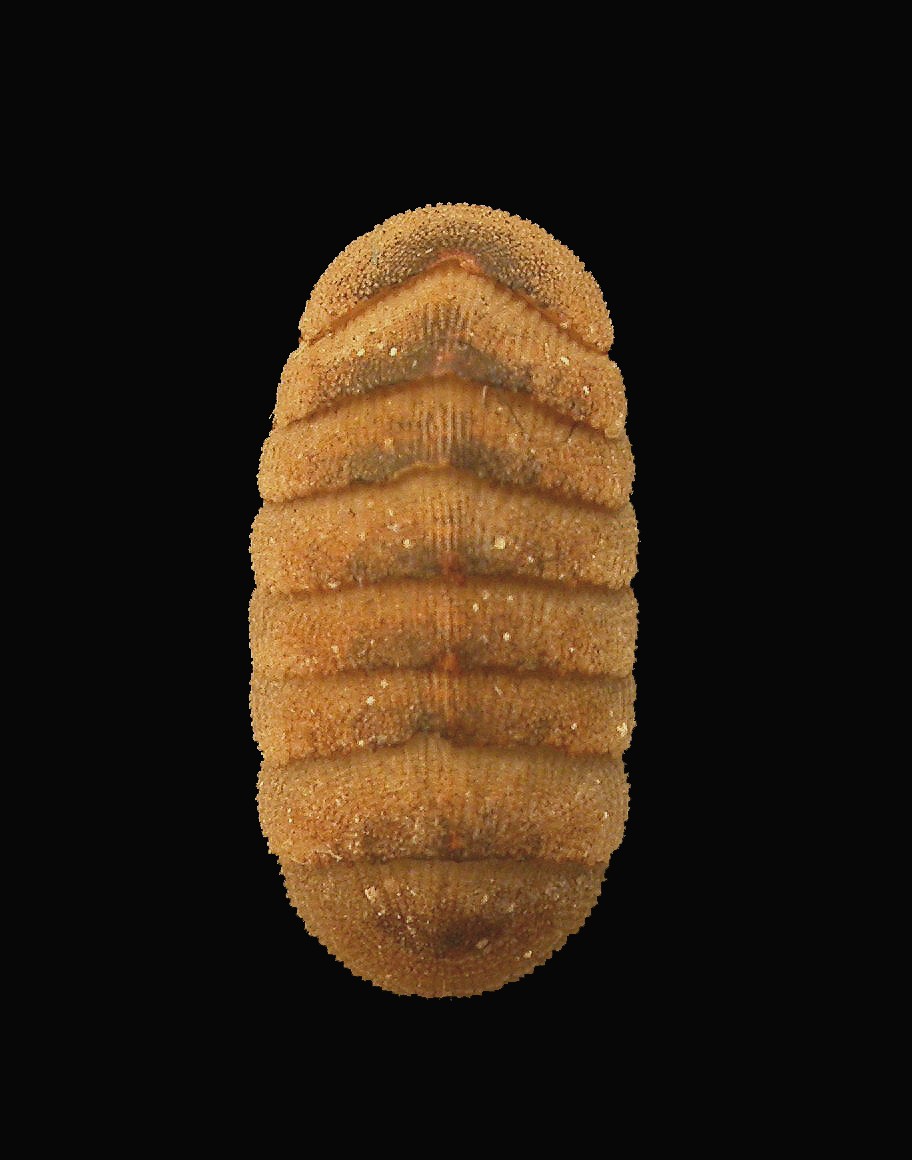 Lepidopleurus boettgeri