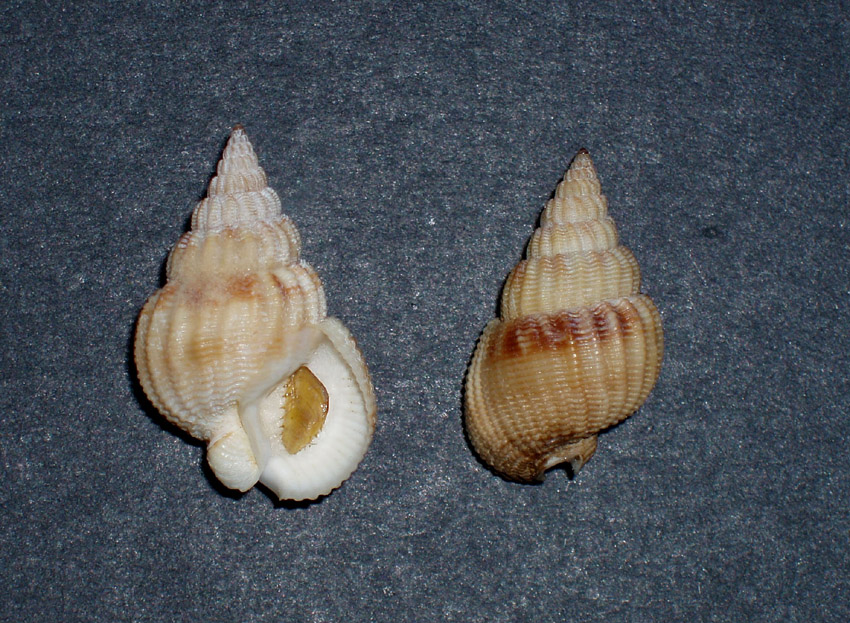 Nassariidae nel Mediterraneo