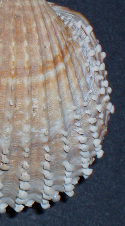 Acanthocardia spinosa