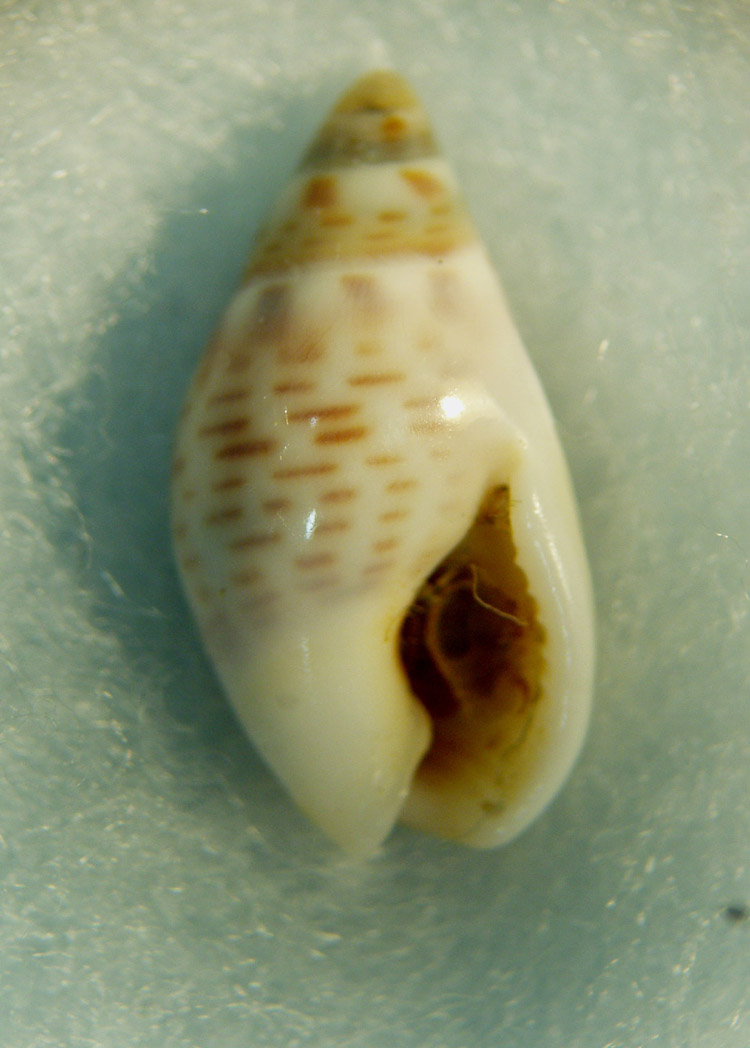 Nassariidae nel Mediterraneo