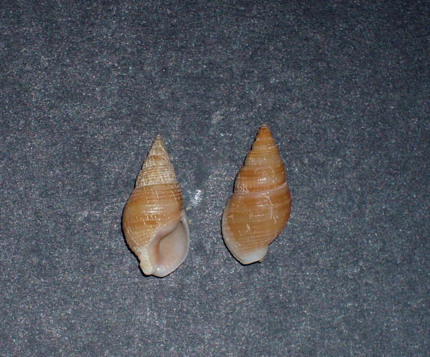 Nassariidae nel Mediterraneo