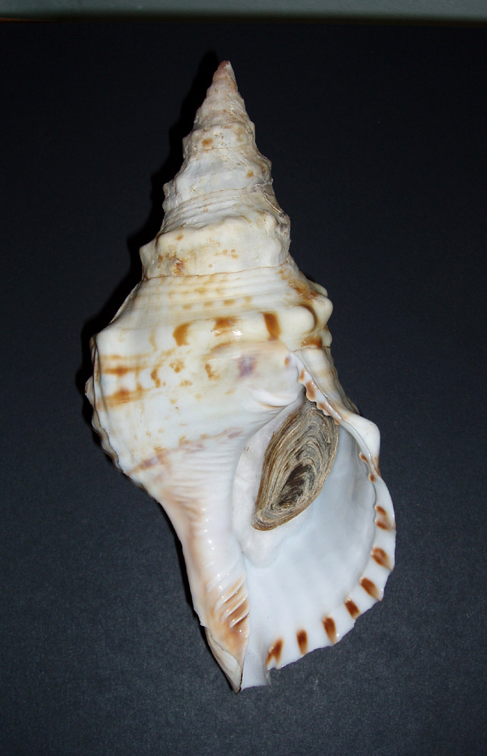 Riparte il quiz malacologico