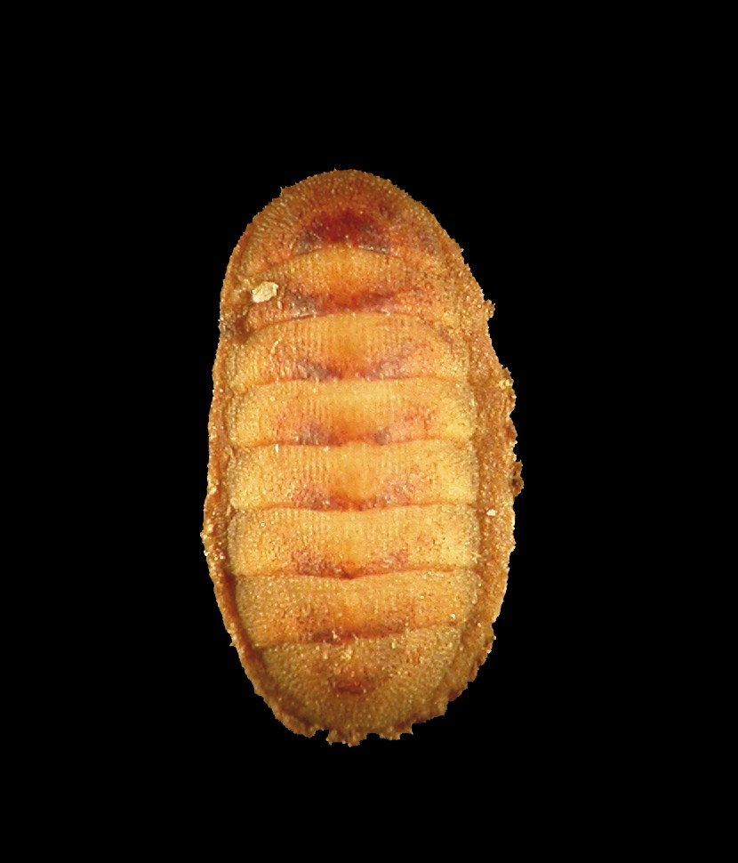 Lepidopleurus scabridus