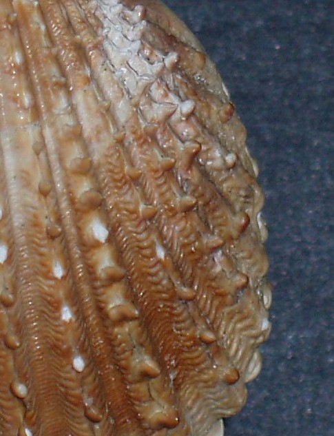 Acanthocardia spinosa