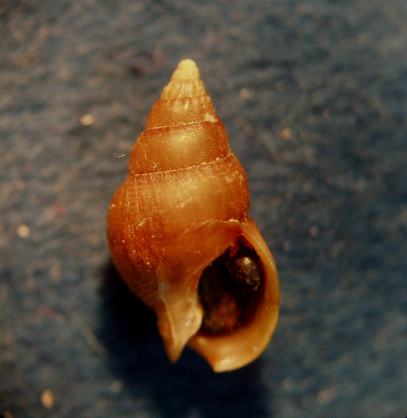 Nassariidae nel Mediterraneo