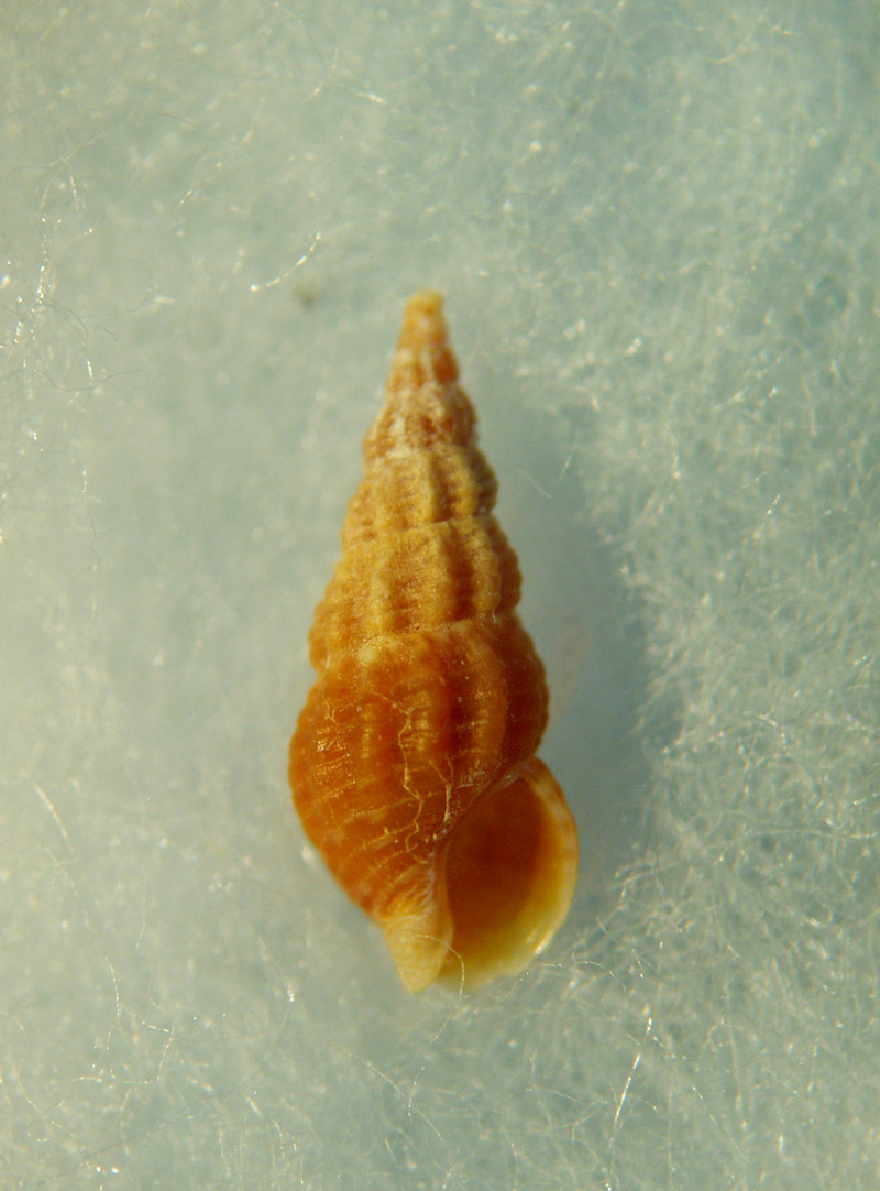 Nassariidae nel Mediterraneo