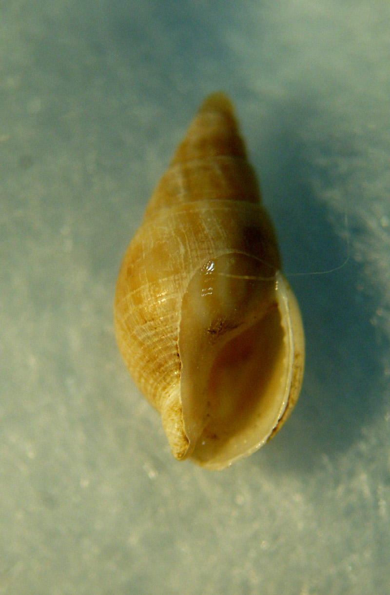 Nassariidae nel Mediterraneo