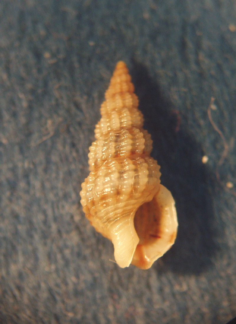 Nassariidae nel Mediterraneo