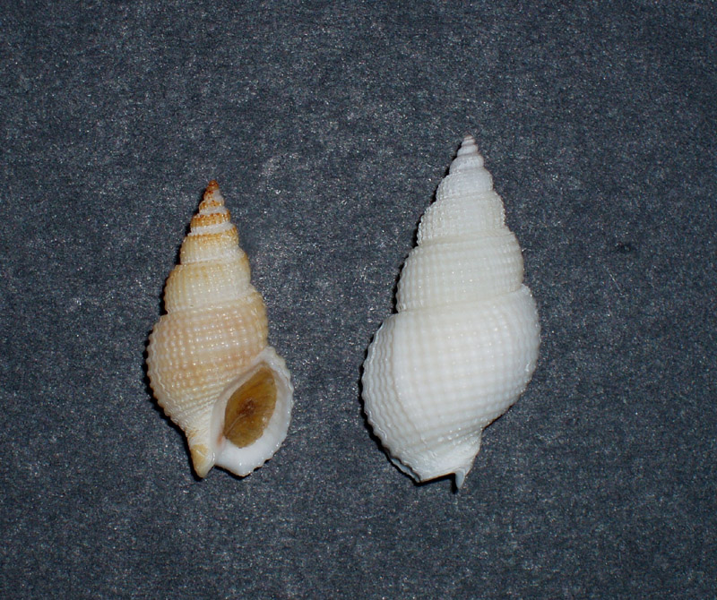 Nassariidae nel Mediterraneo