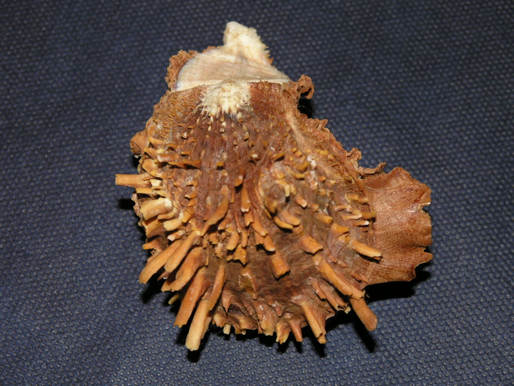 Spondylus spinosus