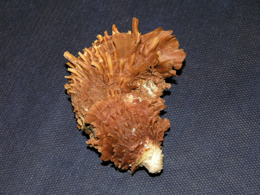 Spondylus spinosus