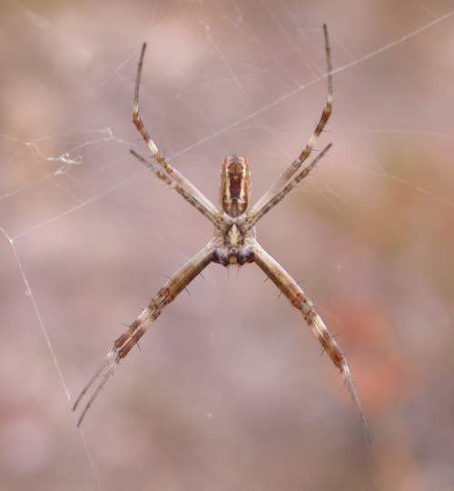 Argiope lobata