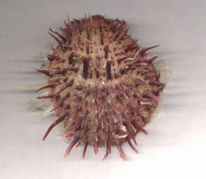 Spondylus spinosus