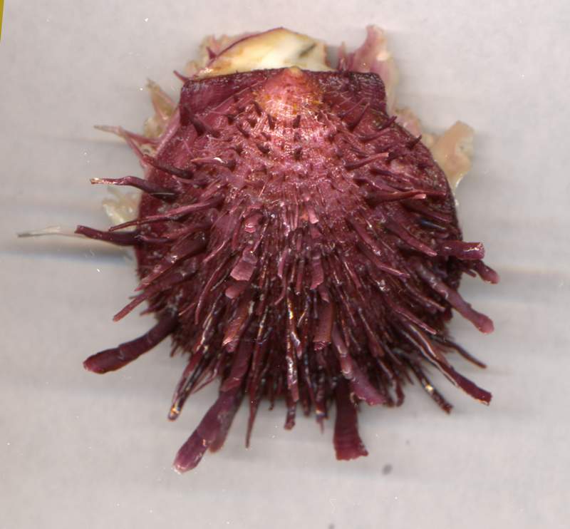 Spondylus spinosus