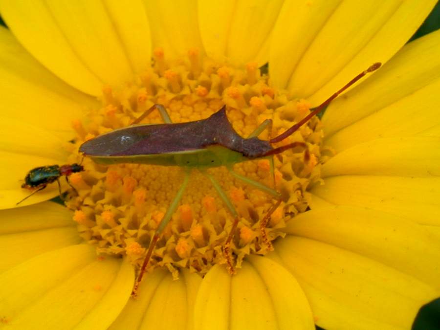 insetto (Gonocerus insidiator)