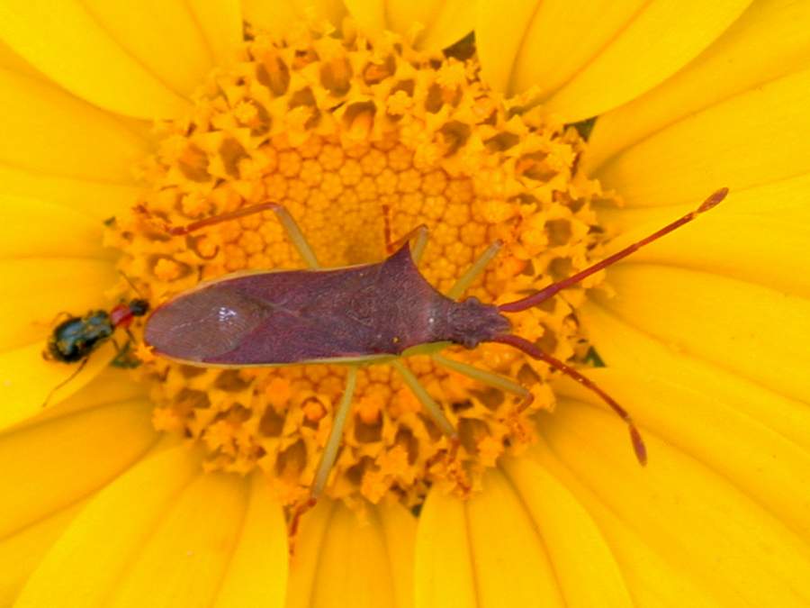 insetto (Gonocerus insidiator)