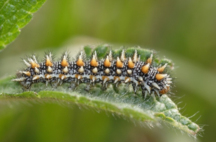 Melitaea didyma