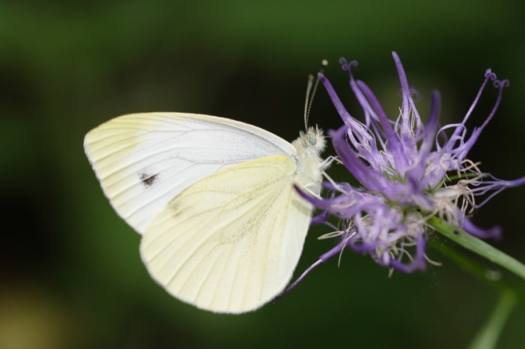 Pieris napi f. meridionalis ?