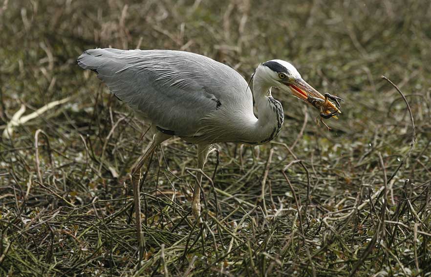 Airone cenerino a pesca